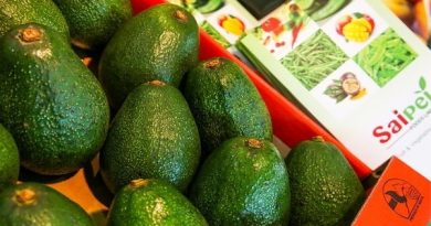 Kenya set for avocado exports to China